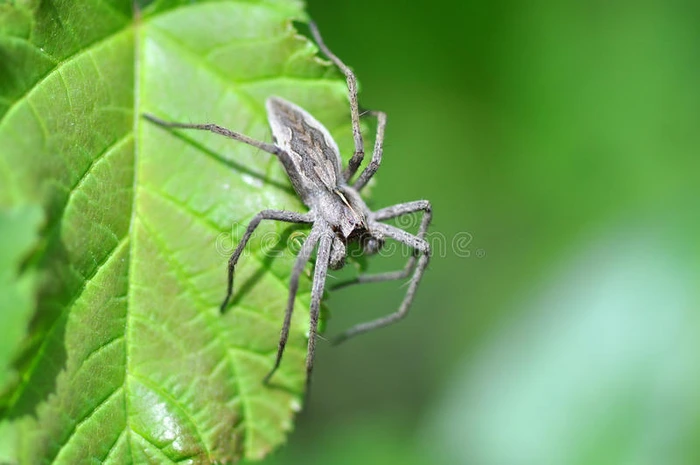 大灰色蜘蛛长腿坐在一个宽绿色的假期（苗圃网蜘蛛菲索拉奇异）