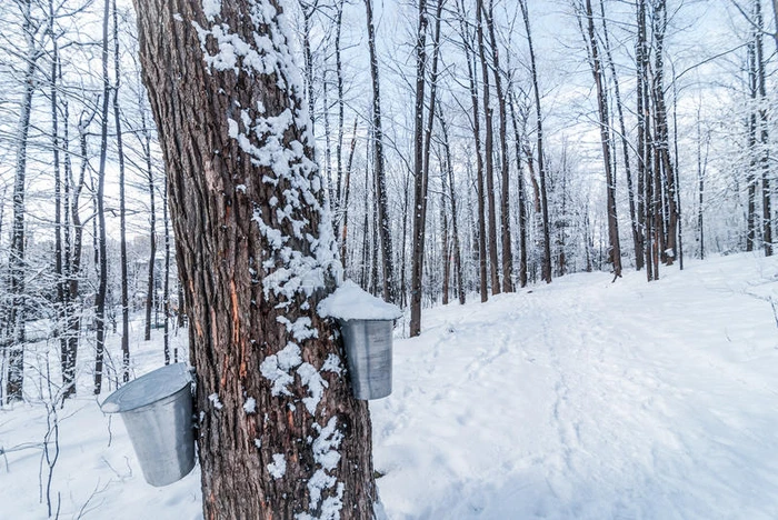 在城市枫树的冬天树林里新鲜的降雪 桶收集树液作为糖浆