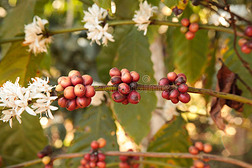 咖啡豆生长在咖啡植物上
