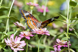 蝴蝶从津尼亚花中吮吸花蜜。