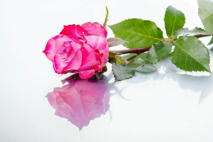 美丽的粉红色玫瑰花光背景反射