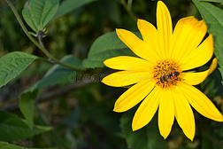 蜜蜂采集花蜜的特写照片
