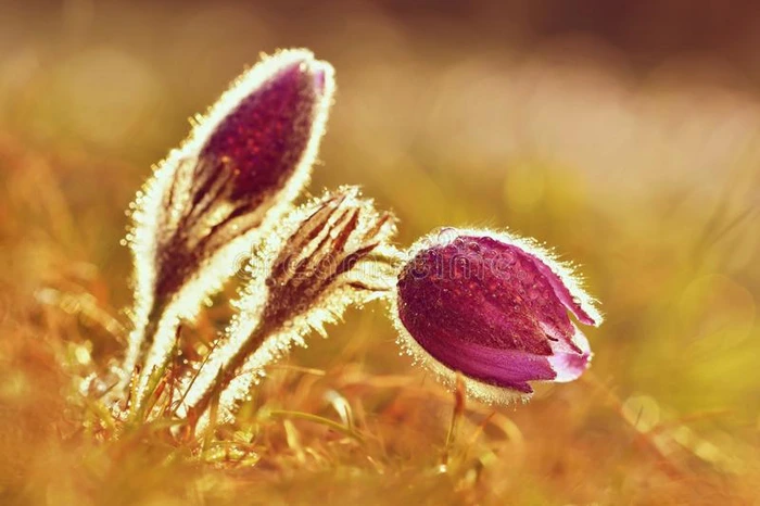 美丽盛开的春天的花朵 自然彩色模糊背景 pasque花-pulsatylla grandis