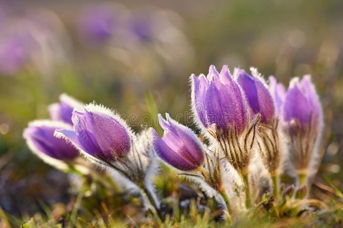 美丽盛开的春天的花朵 自然彩色模糊背景 pasque花-pulsatylla grandis