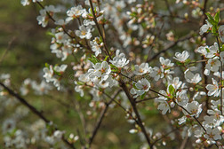 春天花园特写花朵盛开的樱桃树