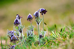 一群蒙大拿州的波拉蒂拉在春天的草地上盛开
