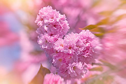 春天开花-日本樱桃树