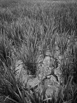 干涸稻田中的裂土