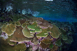 所罗门群岛上五颜六色的珊瑚