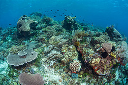 珊瑚礁生物多样性