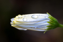 有水滴的雏菊的封闭芽