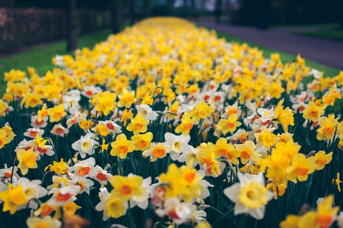 美丽的水仙花 著名的基肯霍夫公园盛开的花朵