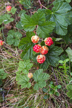 北方水果摄影图|云莓在绿色植物背景下的木材 新鲜的野生水果