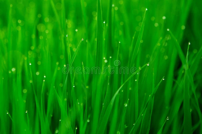 新鲜的绿色草与水滴特写
