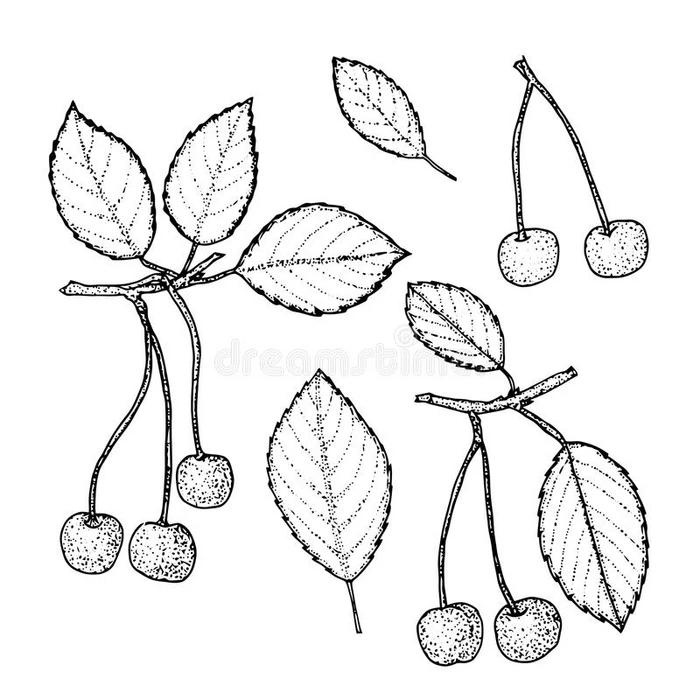 手绘樱桃设置在复古背景复古素描风格矢量生态食品插图