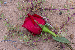 一朵红宝石般的玫瑰在干燥的沙漠中间