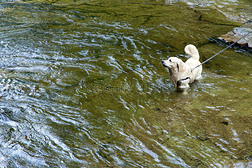 狗在一条皮带上站在河里