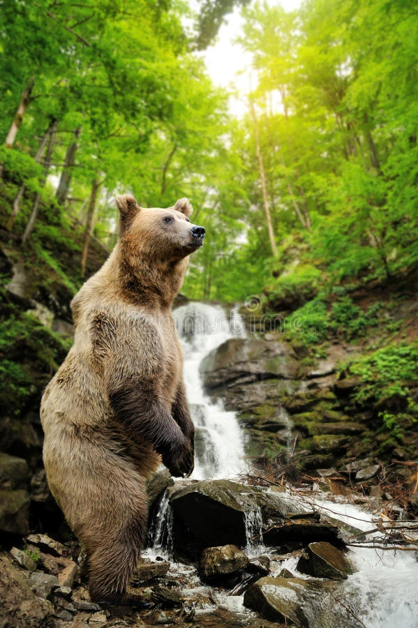 大棕色熊站在瀑布附近的岩石上