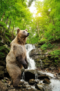大棕色熊站在瀑布附近的岩石上