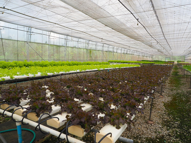 新加坡开启垂直农业新时代：机器人种菜的未来农场