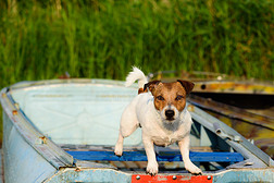 在阳光明媚的夏天，狗站在船上