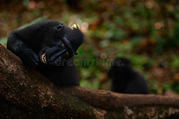 名人冠猕猴黑斑猴黑猴张开大牙坐在自然栖息地黑暗的热带