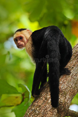 黑猴白头卷尾猴坐在黑暗热带森林的树枝上 猴子白头卡普钦塞布斯
