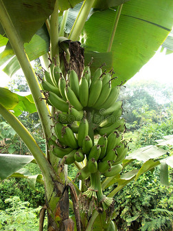 大绿色的香蕉果实和树