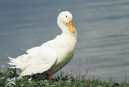鸭子站在池塘的岸边，摇动羽毛和翅膀