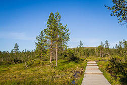 芬兰乌霍科宁国家公园的木板路 是一个o