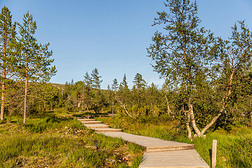 芬兰乌霍科宁国家公园的木板路 是一个o