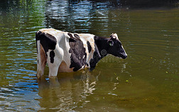 黑白相间的牛站在水里