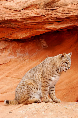 山猫坐在红岩上