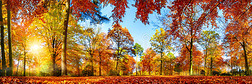 秋天五彩缤纷的森林全景