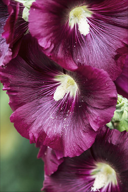 紫花蜀葵