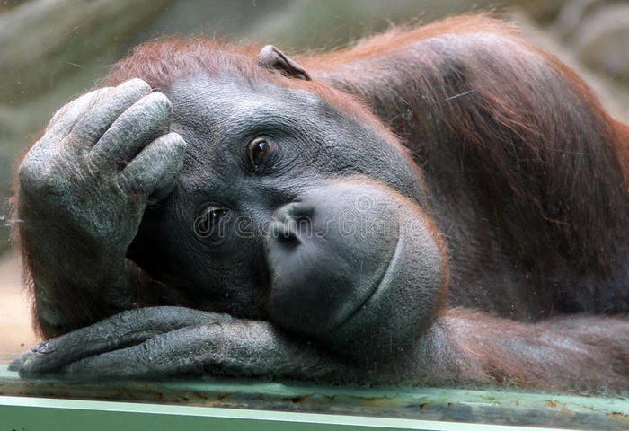 雌性猩猩通过动物园的玻璃看起来很体贴