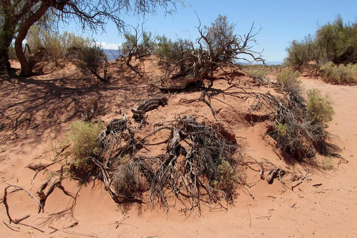 沙漠红沙土和干燥的灌木丛在上面