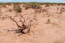沙漠红沙土和干燥的灌木丛在上面
