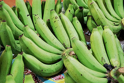 大绿色香蕉