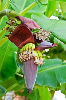 香蕉树上的一朵大花