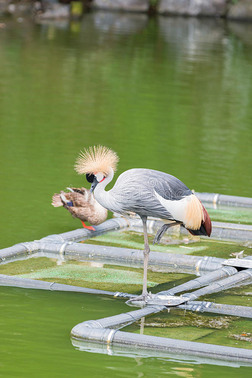 灰色的冠鹤站在池塘上