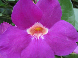 特写一朵盛开的明亮紫色花朵的花瓣和花粉