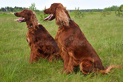 两个爱尔兰赛特犬
