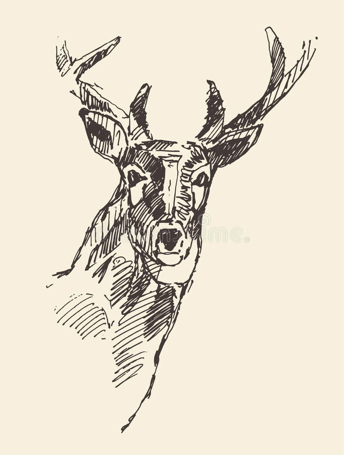 鹿头插图手绘素描