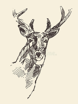 鹿头插图，手绘，素描