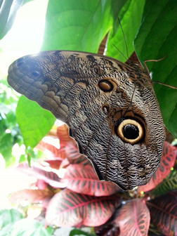 蝴蝶变形专题模板-蝴蝶变形图片素材下载-我图网