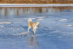 美丽的狗秋田伊努站在冰上的河上