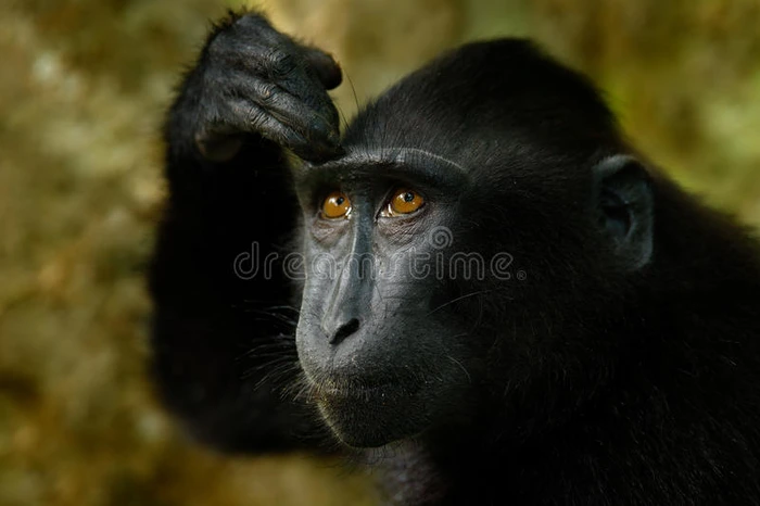 名人冠猕猴黑斑马黑猴细节肖像坐在自然栖息地黑暗的热带森林