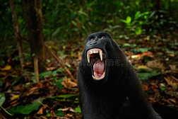 黑猴张开大牙坐在自然栖息地庆祝嵴猕猴猕猴在热带包皮