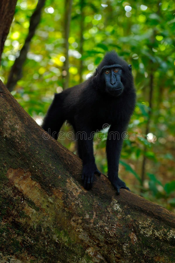 黑猴张开大牙坐在大自然的栖息地黑暗的热带森林 名人冠猕猴马卡卡